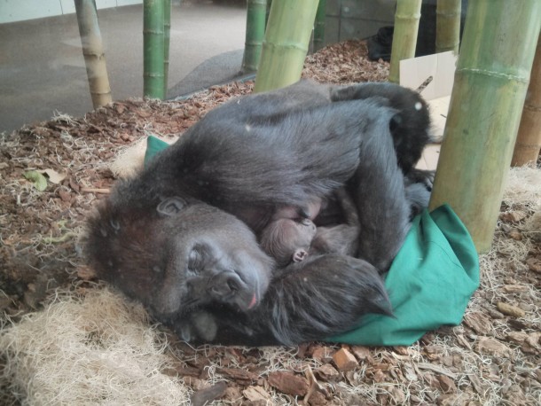 Gorilla Co-sleeping with Newborn Gorilla 