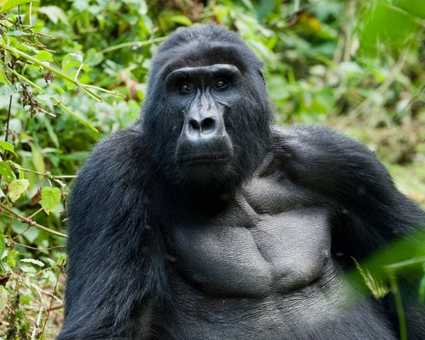 Gorilla in Ugandas Bwindi Impenetrable National Park Photo credit to Leila Boujnane
