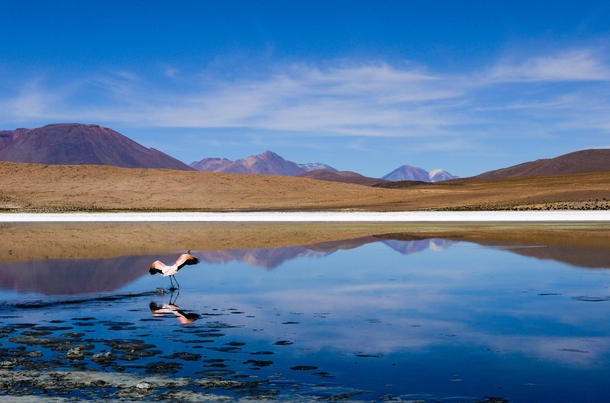 Gracious flamengo flies away from his spot in a lake in the Bolivian highlands 