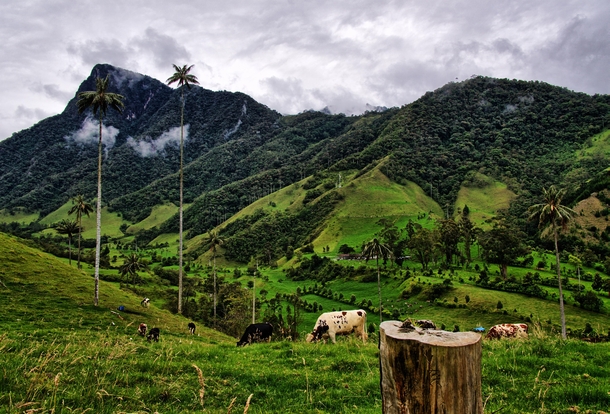 Grazing in the Mistic Cocora Valley Colombia 