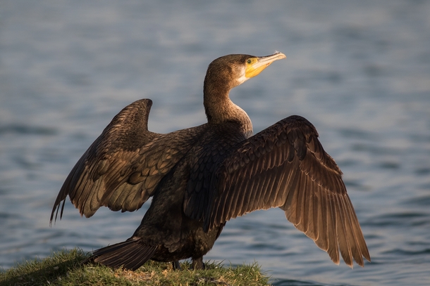 Great Cormorant Phalacrocorax carbo drying his wings by Cog 