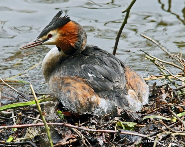 Great Crested Grebe On Land 