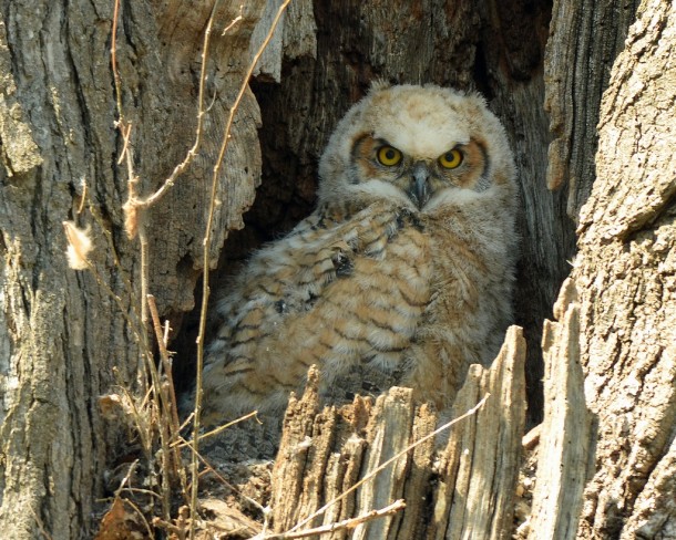 Great Horned Owlet Bubo virginianus means business 