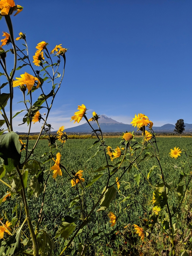 Great view the flowers and the volcano Popocatepetl Puebla Mexico 