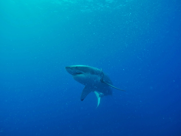 Great White Shark off Guadalupe Island Mexico 