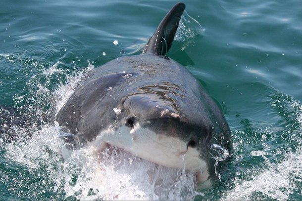 Great White Shark photographed by my dad while we were on a cage-diving trip in SA 