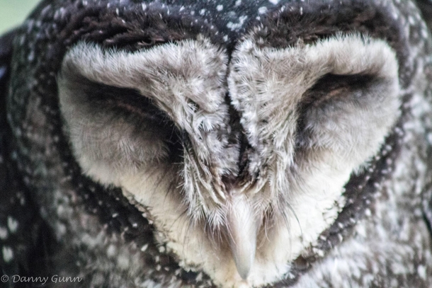 Greater I think Sooty Owl Tyto tenebricosa  x  
