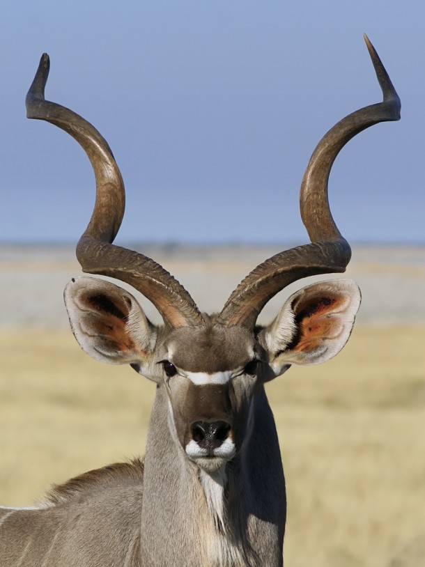 Greater Kudu in Namibia 