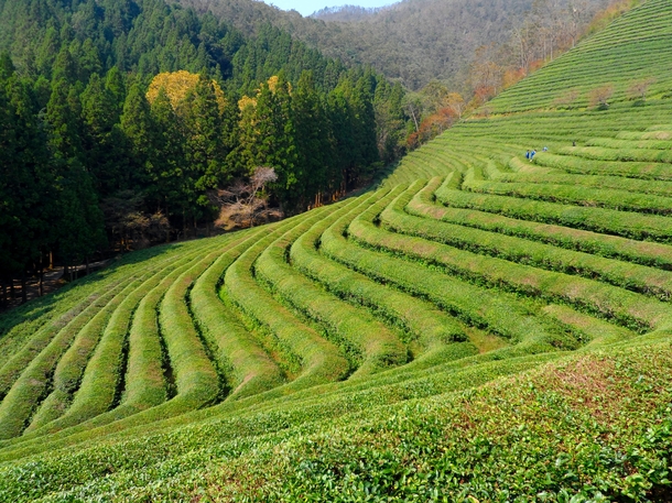 Green Tea Fields in Boseong South Korea 