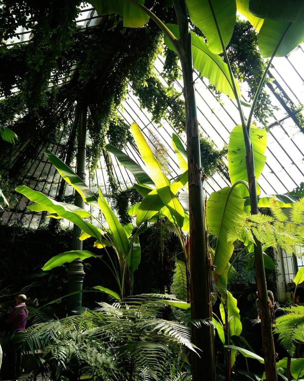 Greenhouse in the botanical garden of Madrid