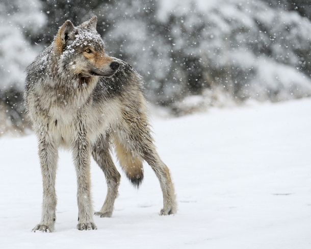 Grey Wolf Canis Lupus in the falling snow 