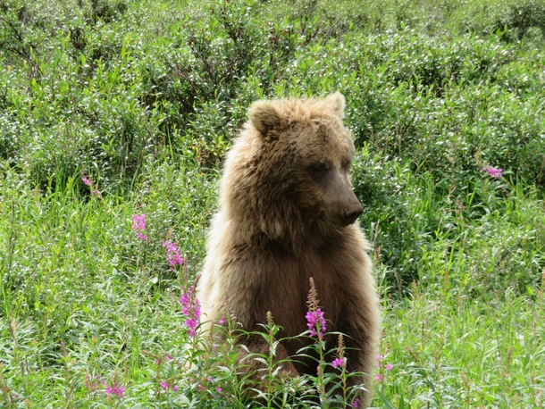 Grizzly Bear- Denali National Park Alaska 