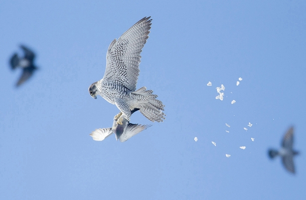 Gyrfalcon and Rock Pigeon by Harry Colquhoun 