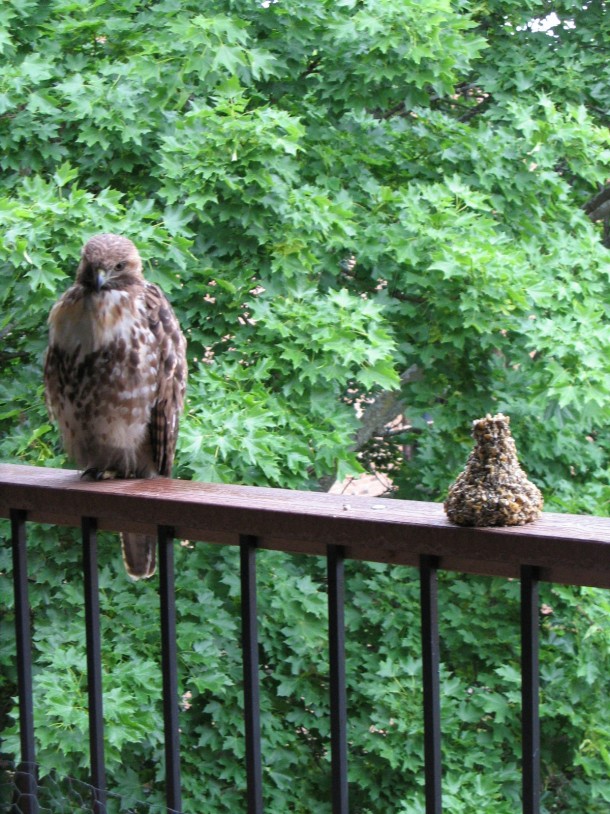 Had a visitor on my balcony Accipiter cooperii 