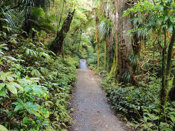 Hakarimata Forest New Zealand 