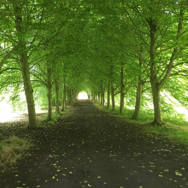 Hallway of Trees in Castle Ward Northern Ireland 