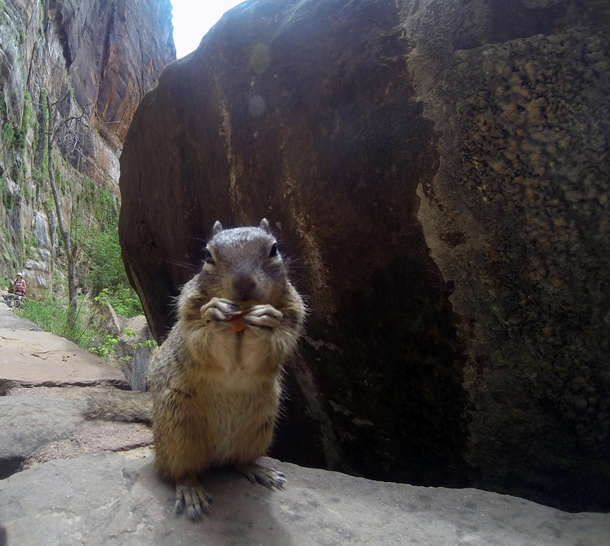 Happy little rock squirrel Zion National Park Utah 