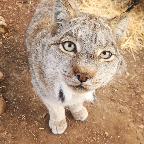 Happy Mew Year My coworker got this super lucky shot of Kaya the Canada Lynx we care for at an AZA certified zoo