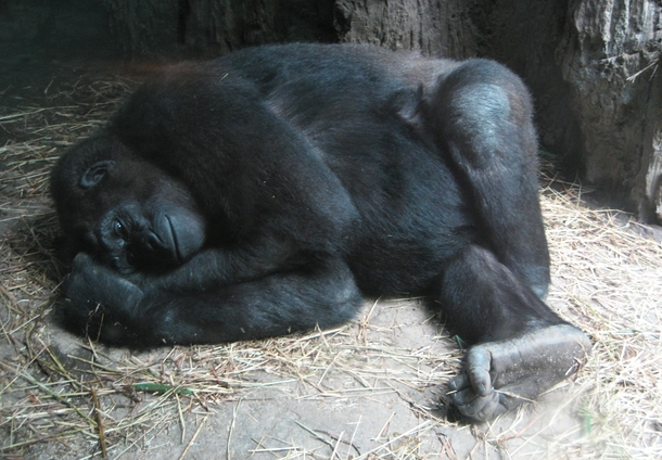 Happy Resting Gorilla 