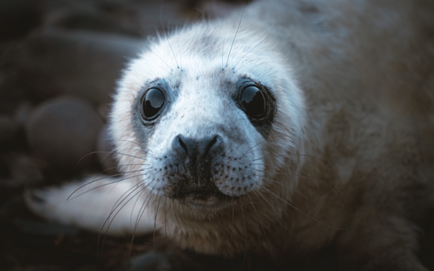 Harbour Seal Pup Scottish South East Coast 