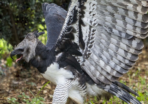 Harpy Eagle A top predator in the jungle the harpy eagle soaring through the Amazonian sky is a phenomenal sight photo by Wilkins