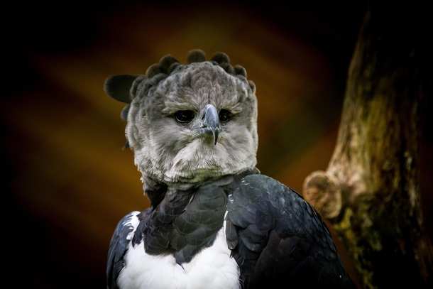 Harpy Eagle Photo credit to Roland Winkelmann
