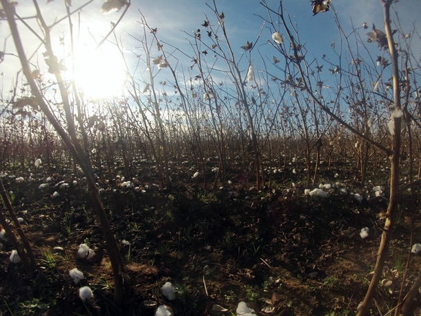 Harvested cotton outside Atmore Alabama US 