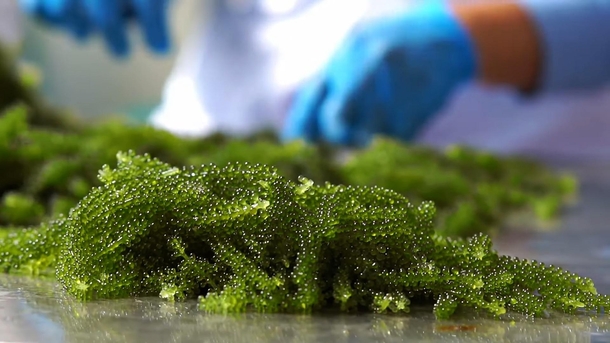 Have you ever seen this seaweed Its name Green Caviar or Sea Grapes or scientific name Caulerpa lentillifera Its popular in my country - VietNam Its so yummy