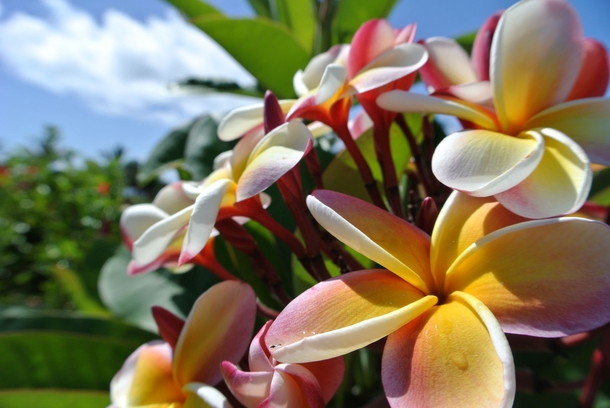 Hawaiian Plumeria 