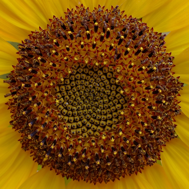 Heart of Sunflower 