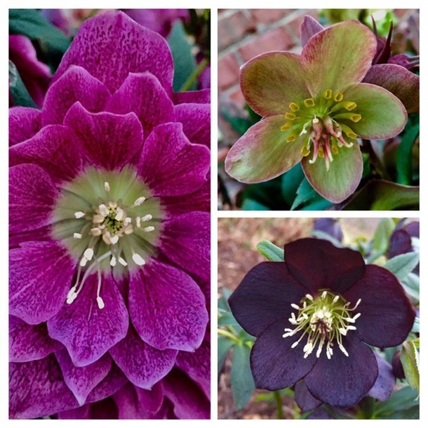 Hellebores being all gorgeous this morning helleborus