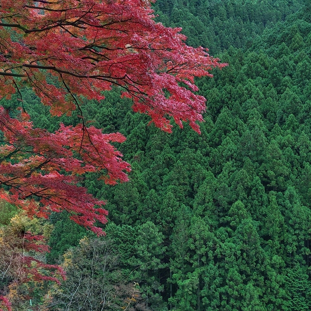 Hello Fall Japanese Maple greets Conifers in Okutama Valley Japan   x 