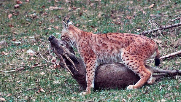 Here is a photo of an iberian lynx with a freshly killed roe deer in his jaws captured in the forests of southern Spain