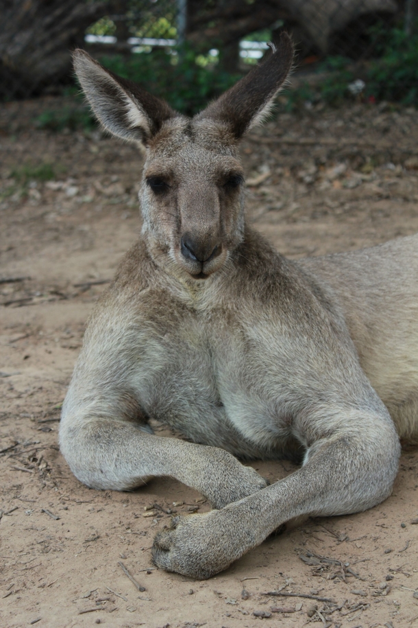 Heres one kangaroo Macropus giganteus that didnt skip arm day 