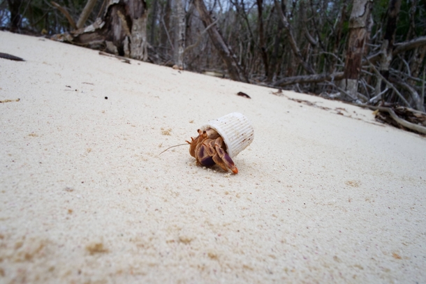 Hermit crab in Cuba using a toothpaste cap as a shell OP amp photo by redditor HSmidt 