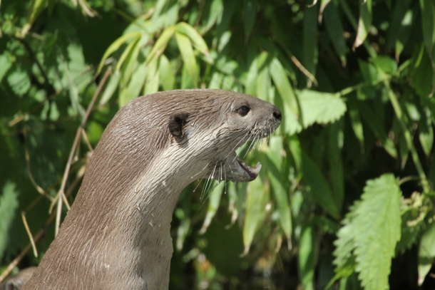 Hey you European otter - Lutra lutra - 