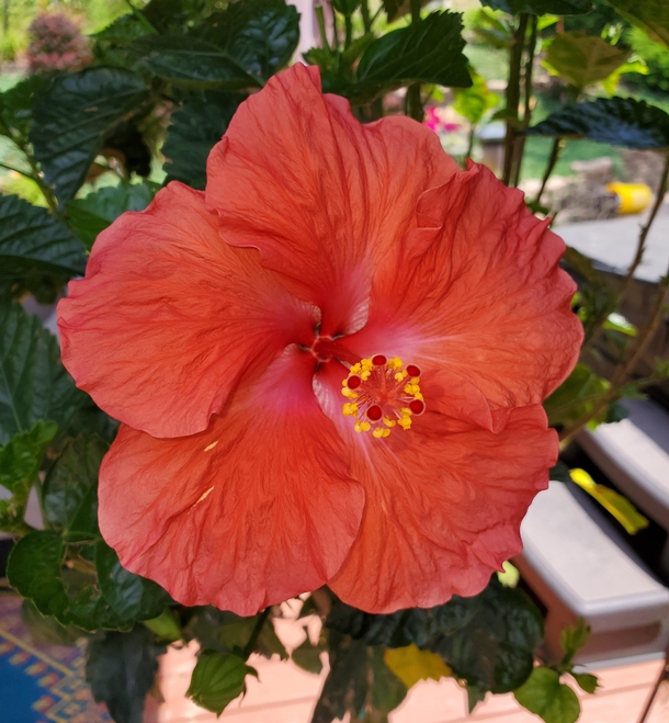 Hibiscus showing off