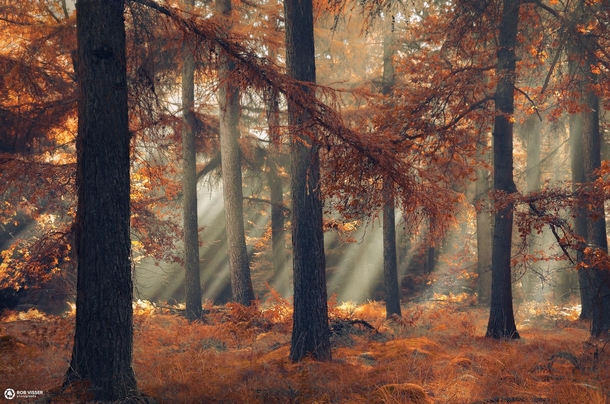 Hidden fall sun rays deep in an autumn forest in the Netherlands 