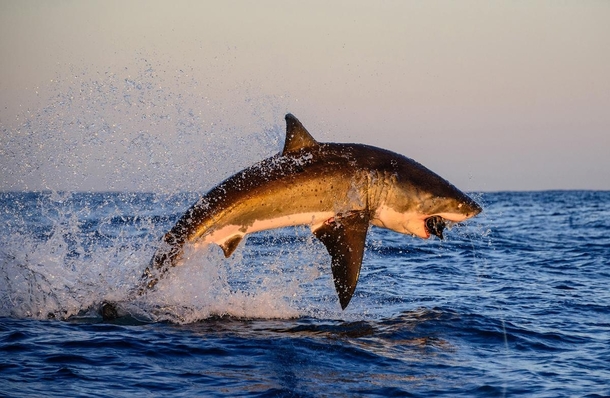 High-flying Great White shark Carcharodon carcharias off the coast of Gansbaai South Africa Thomas Pepper 