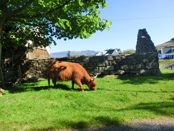 Highland cattle found somewhere in northern Scottish Highlands 