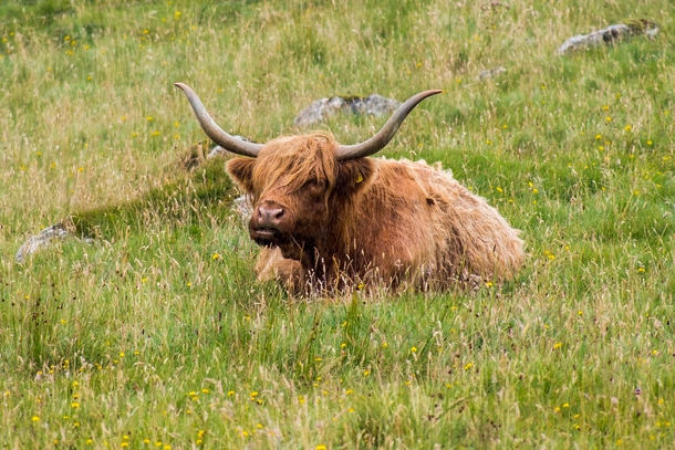 Highland cow on the Isle of Skye 