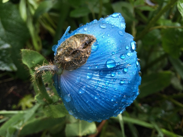 Himalayan blue poppy Meconopsis Lingholm opening last spring in my garden