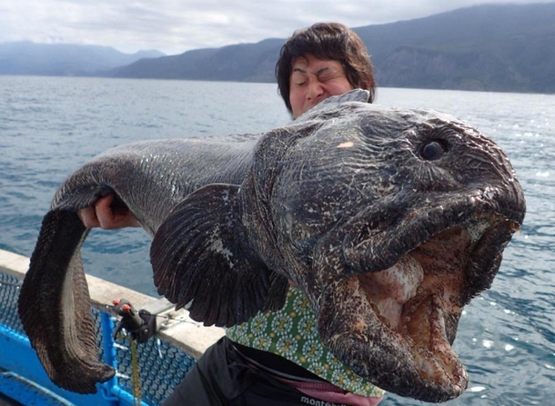 Hirasaka Hiroshi poses with the massive wolffish caught off the coast of the Japanese island of Hokkaido  x  