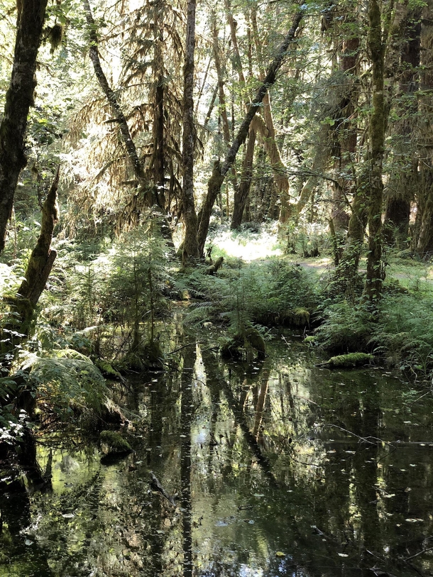 Hoh Rainforest is unlike anything else Ive seen OC 