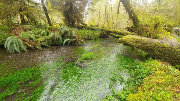 Hoh Rainforest Washington 