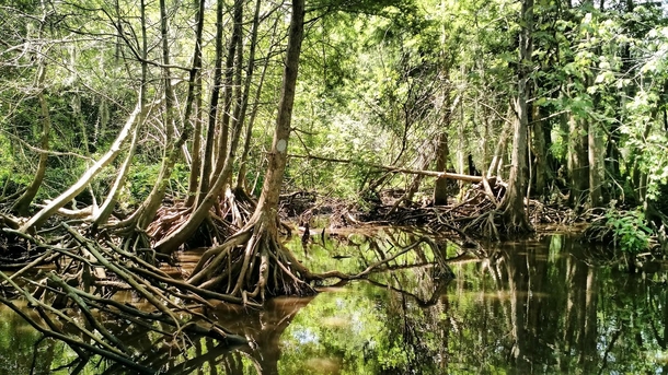 Honey Island Swamp Wildlife Reserve 