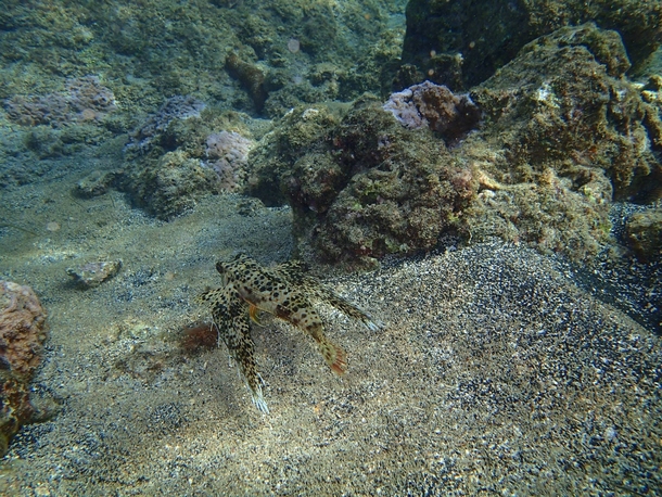 Hope this is a good place for this - heres a Flying Gurnard I saw in Hawaii 
