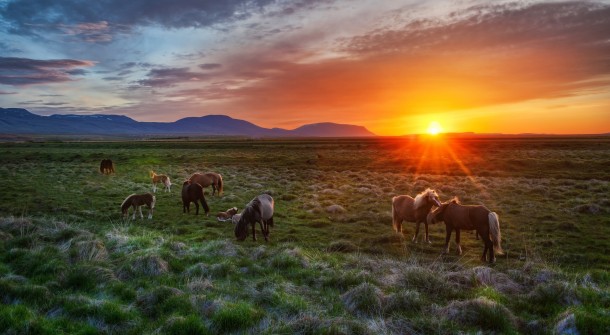 Horses at  AM sunset in Iceland 