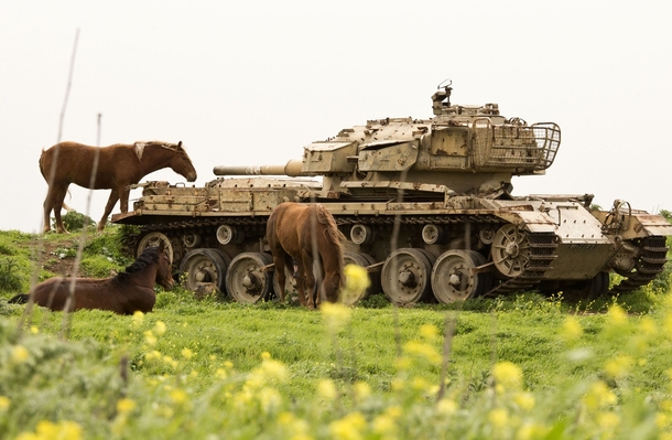 Horses graze near an abandoned Israeli tank in the Golan Heights on March   
