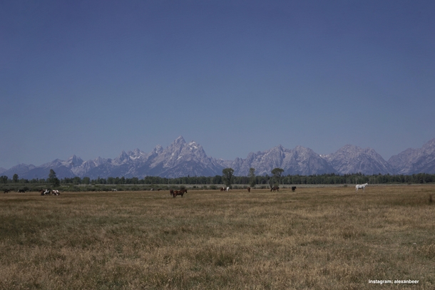 Horses in front of the insanely majestic and rugged Tetons 